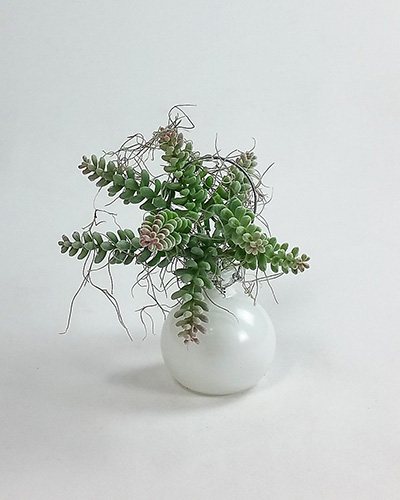Small White Vase & Plant