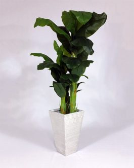 Greenery-banana-plants